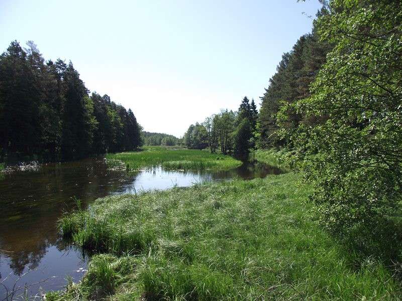 The Czarna Hańcza River in Podlasie jigsaw puzzle online