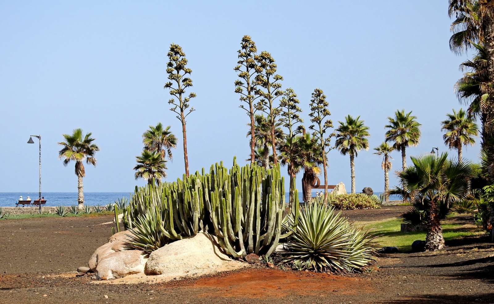 Agave înflorite puzzle online
