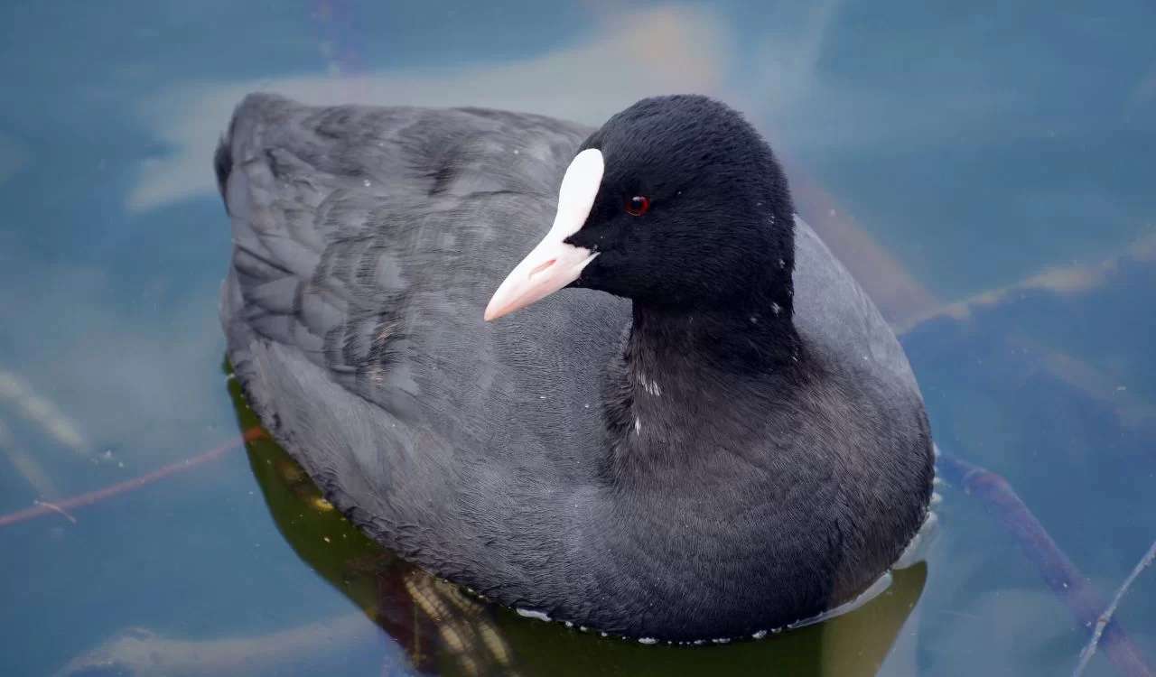 Sothönsfågel pussel på nätet