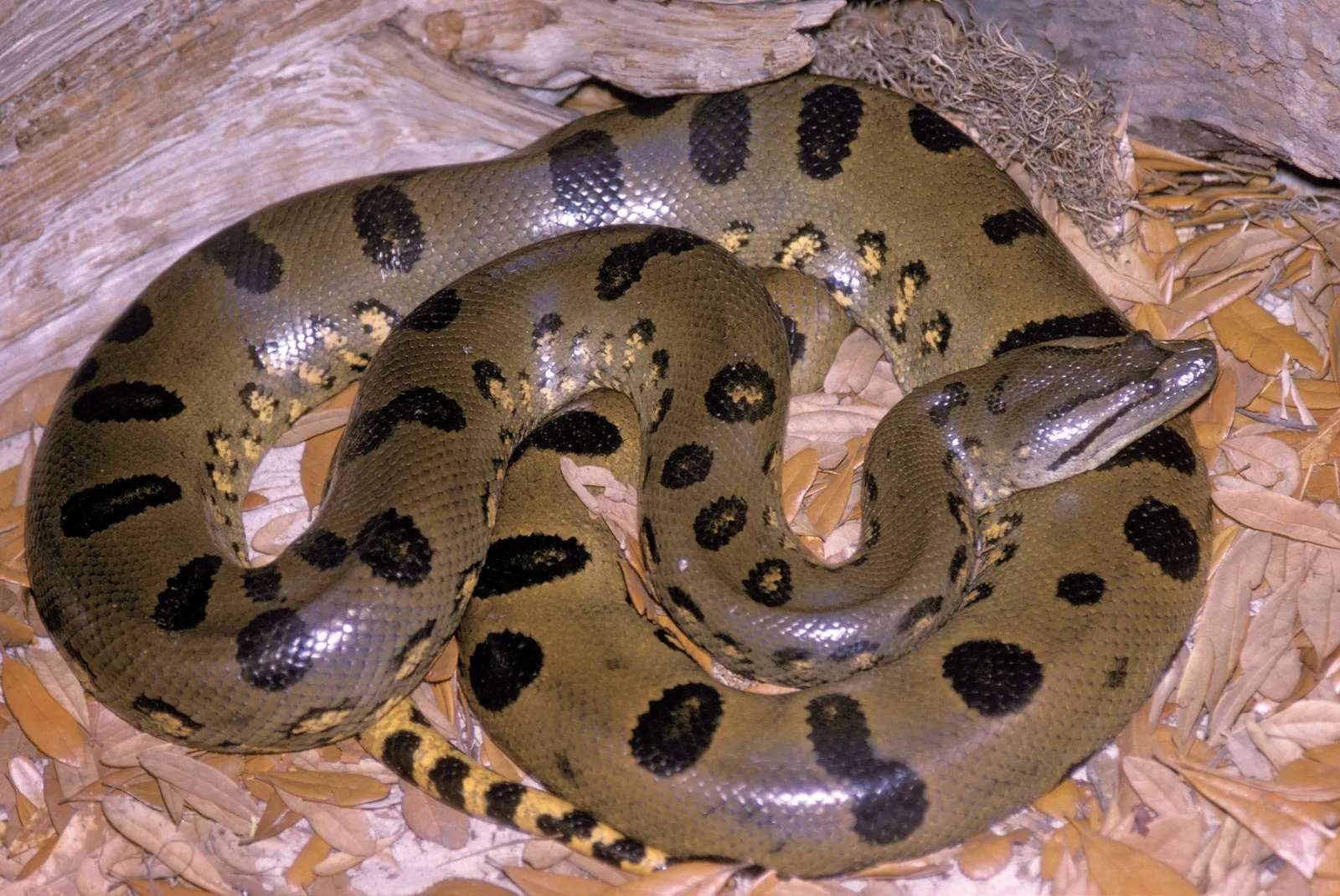 Anaconda verde puzzle online