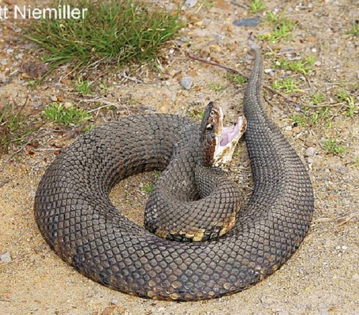 Cottonmouth Snake puzzle online