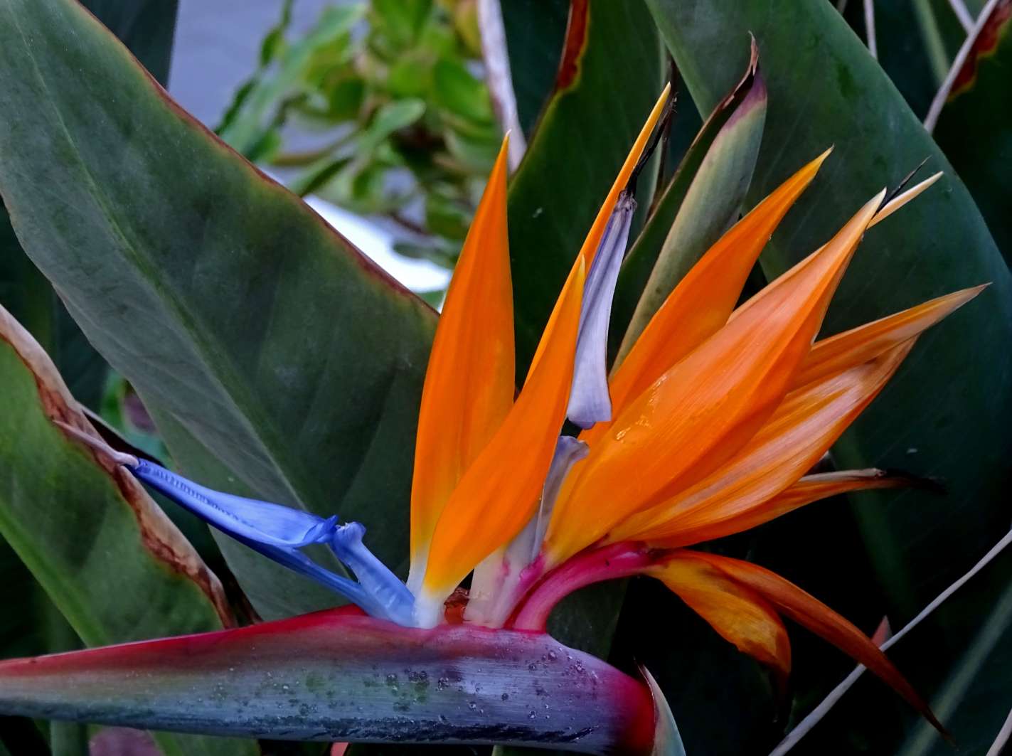 Royal Strelitzia puzzle online