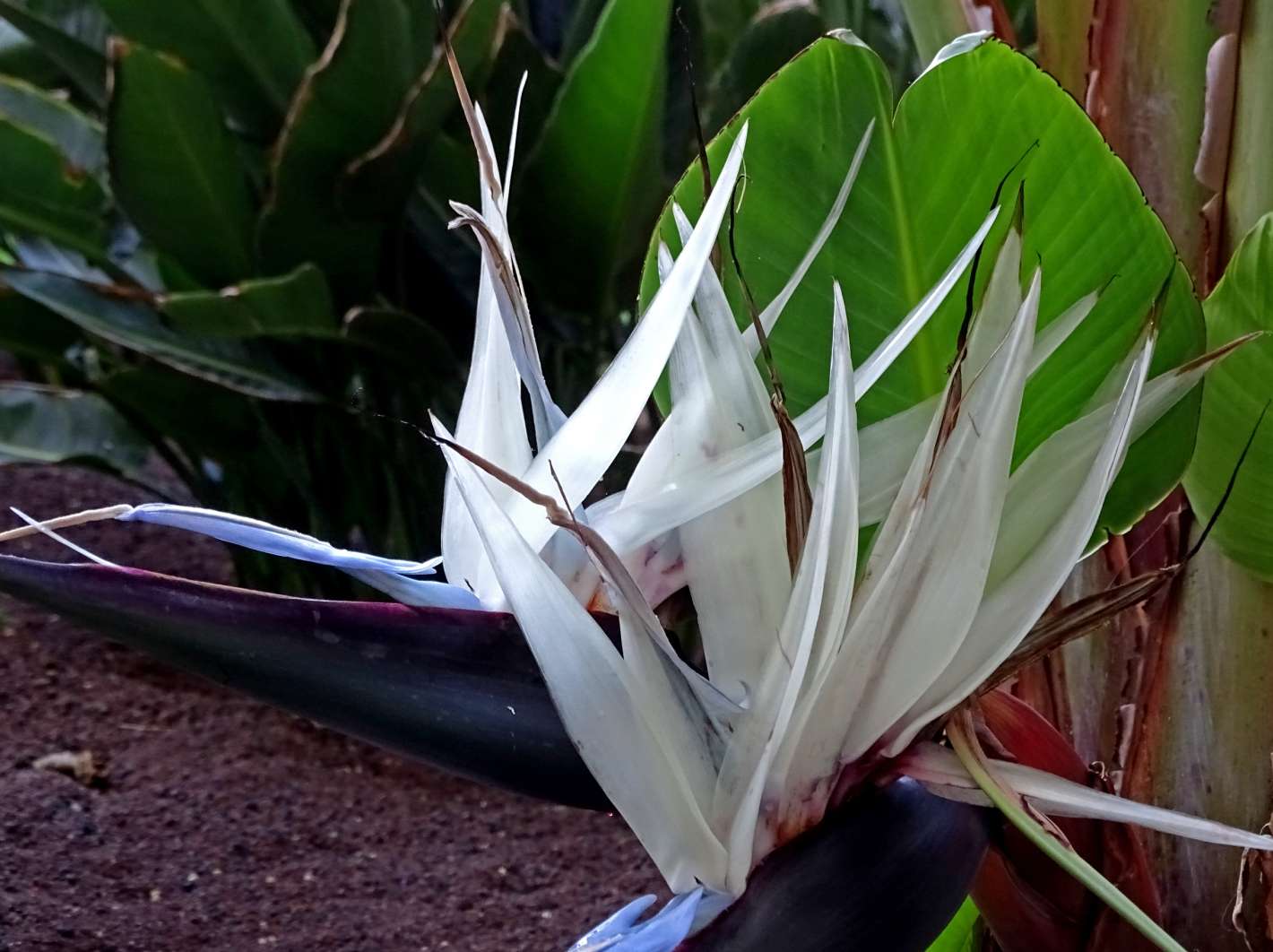 Strelitzia bianca (Strelitzia nicolai) puzzle online