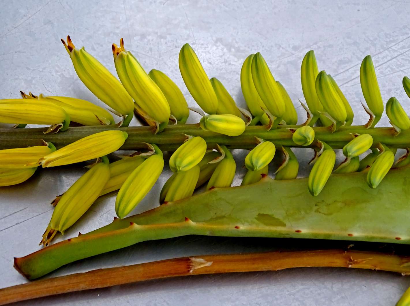 Fiore e foglia dell'aloe puzzle online
