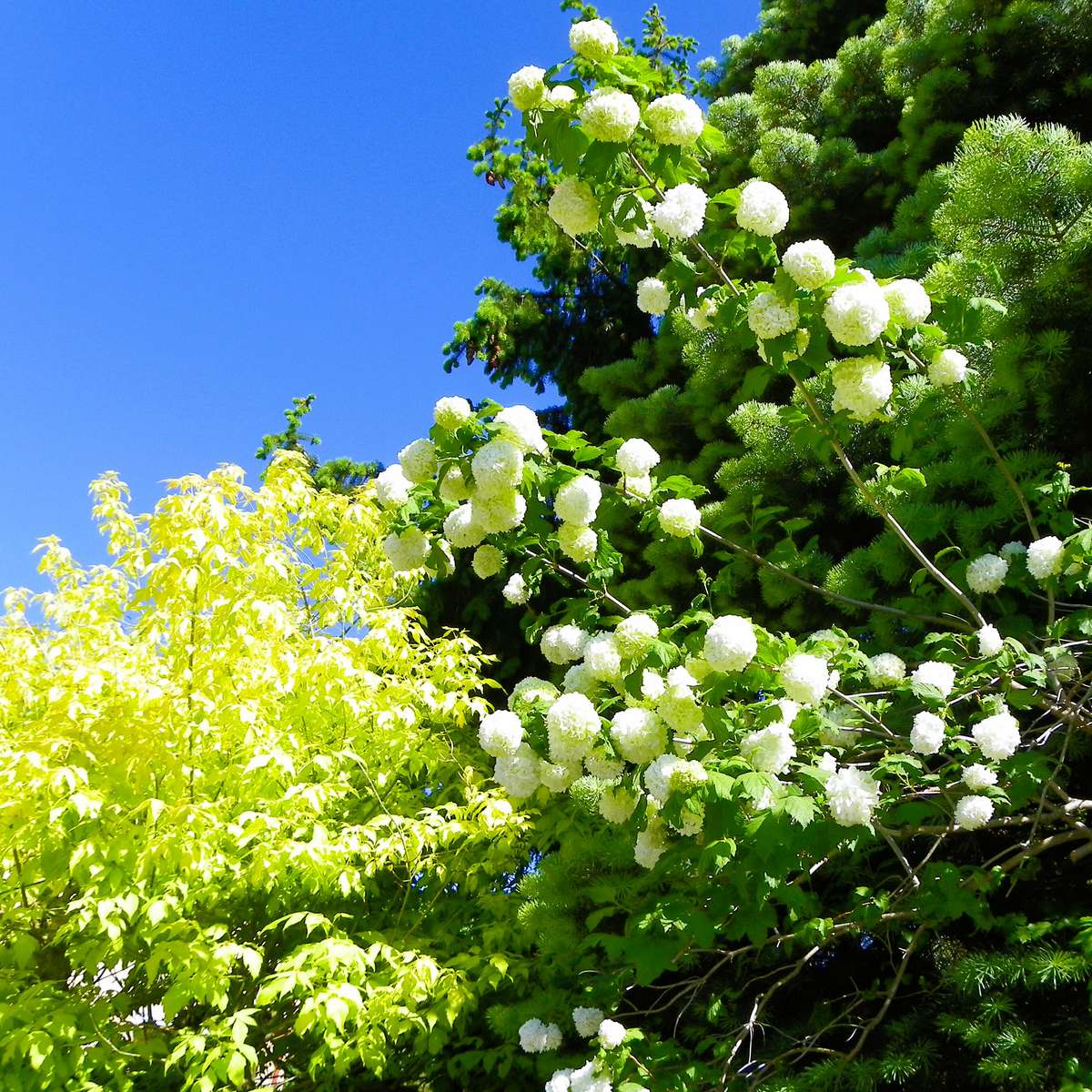 Viburnum bush jigsaw puzzle online