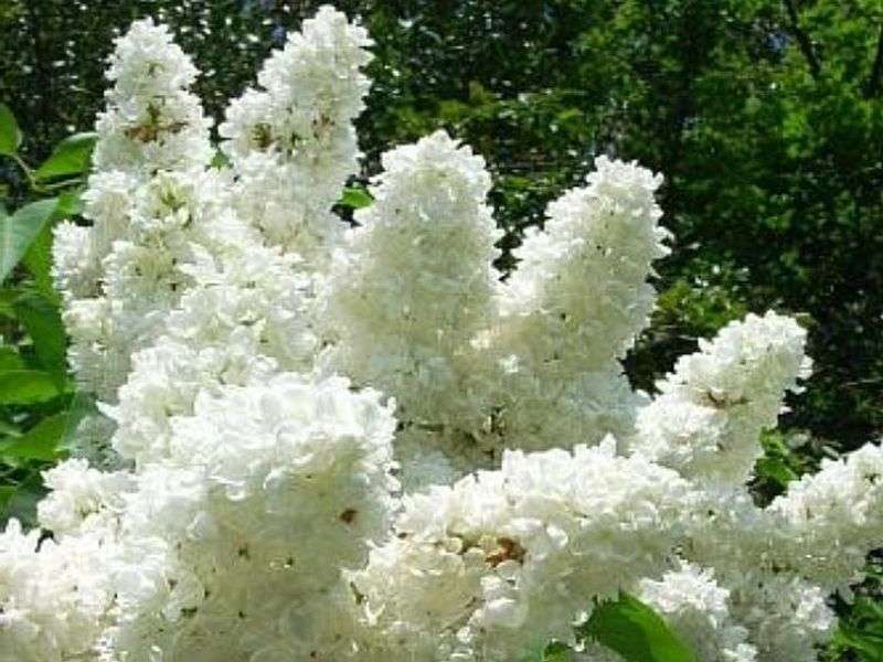 Lilas blanc comme neige en mai puzzle en ligne