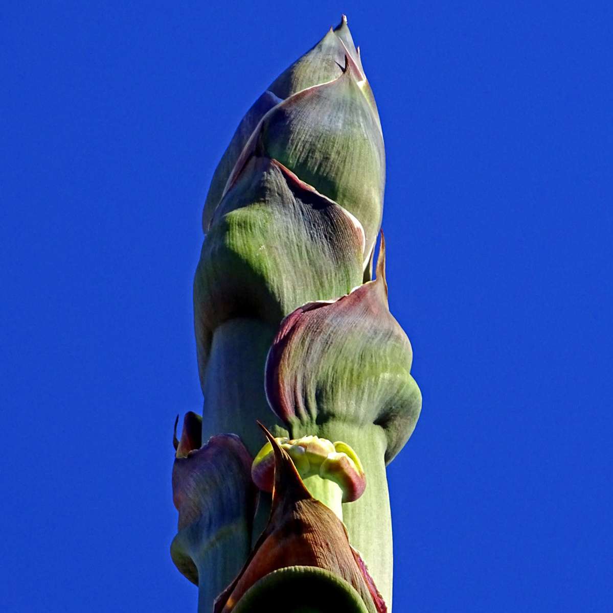 La pointe d'une tige de fleur d'agave puzzle en ligne