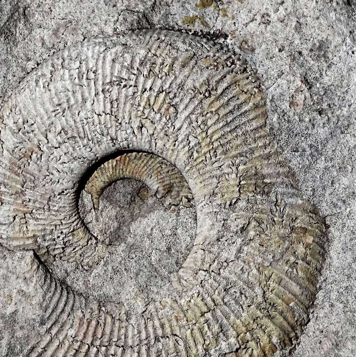 Ammonite jurassique puzzle en ligne