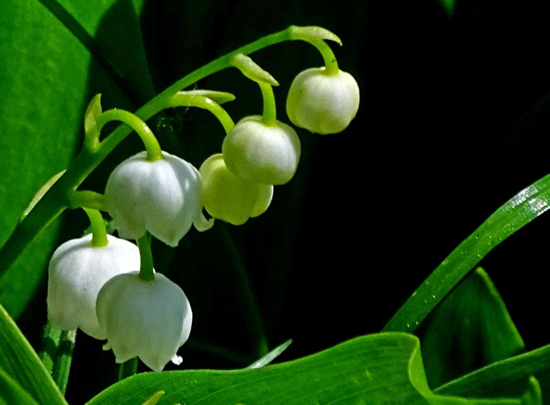 Muguet puzzle en ligne