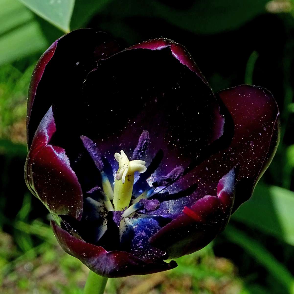 Fleur de tulipe puzzle en ligne