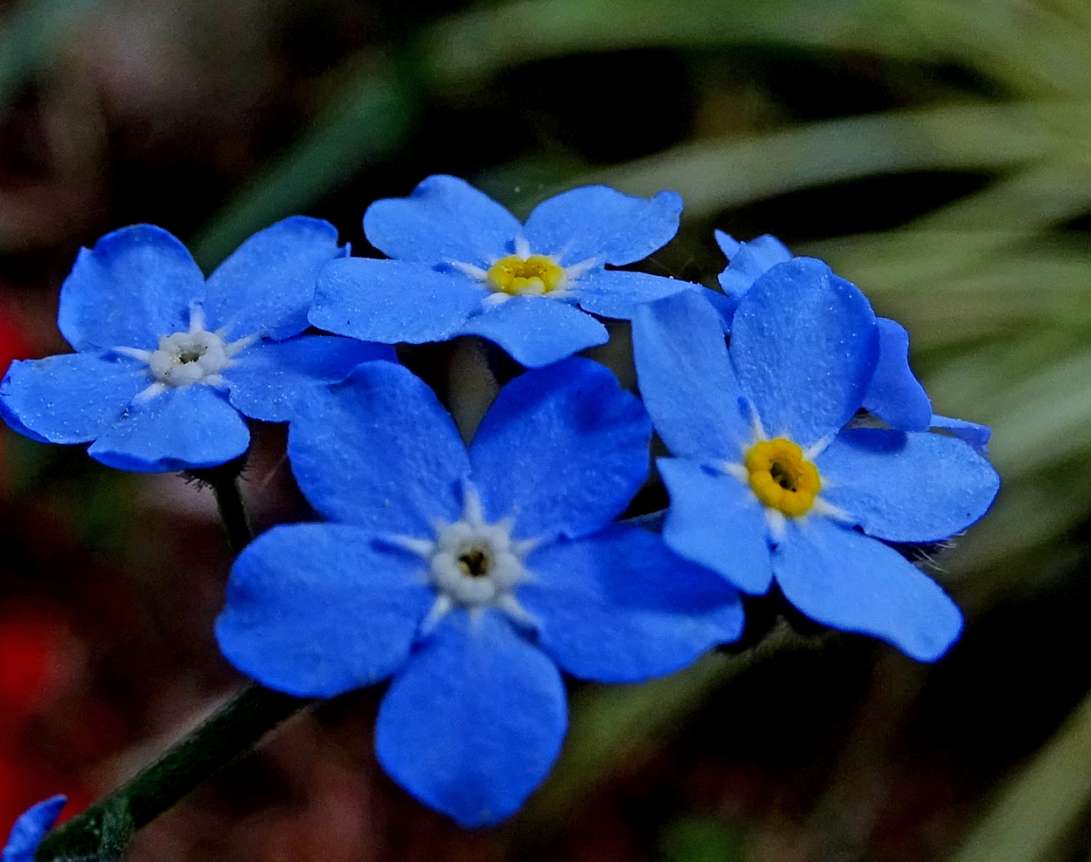 Fleurs qui ne m'oublient pas puzzle en ligne