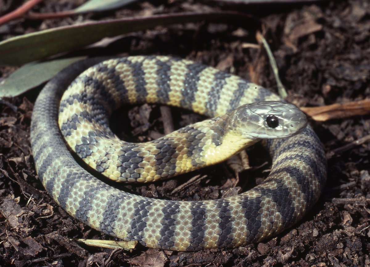 Serpent Tigre puzzle en ligne