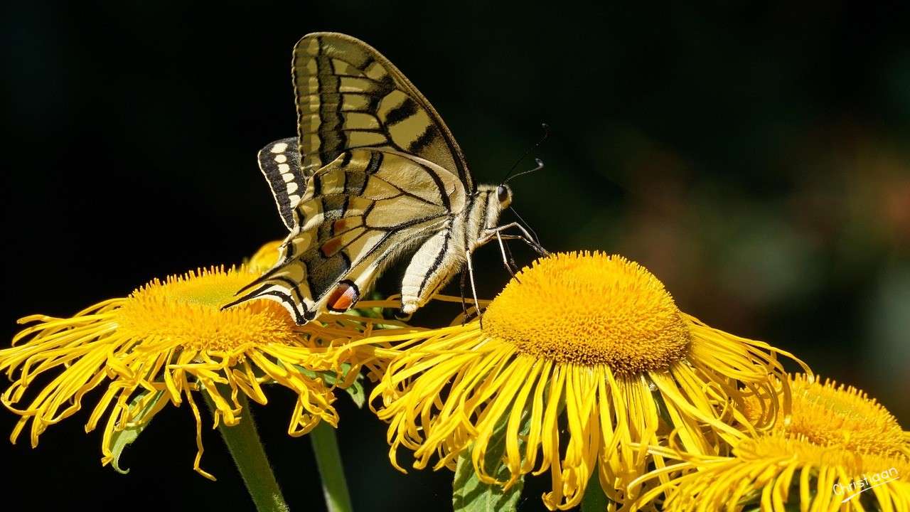 Coda di rondine, Natura. puzzle online