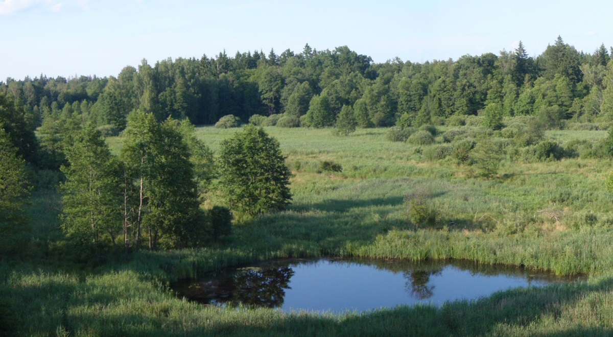 Festői Białowieża erdő kirakós online