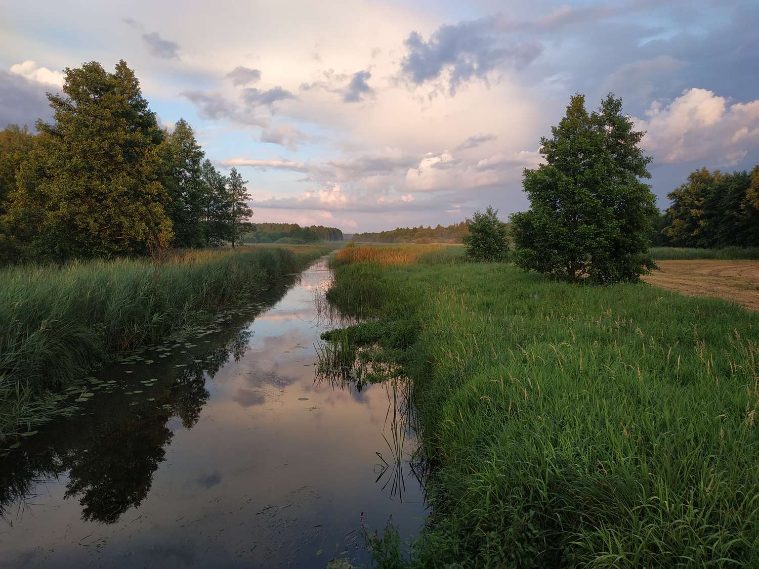 Festői Białowieża erdő online puzzle
