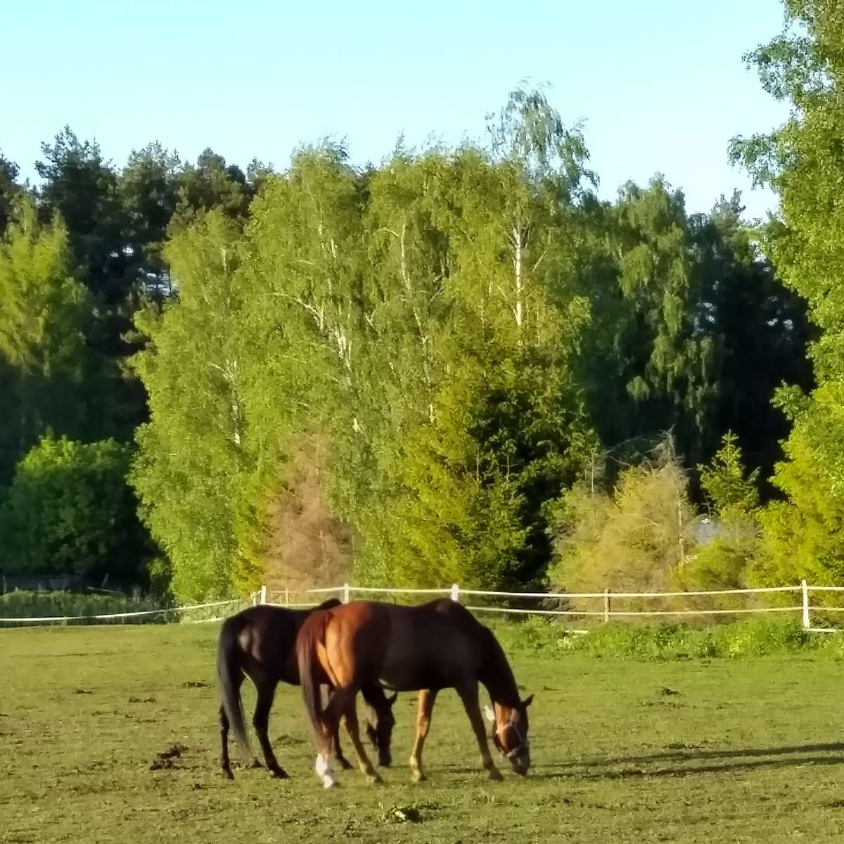 Horses at Bohun's jigsaw puzzle online