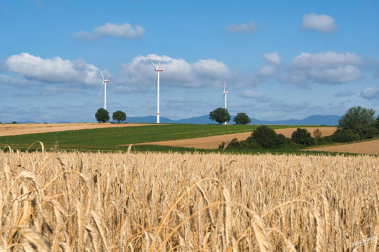 Field, Agriculture, Wheat Field. online puzzle