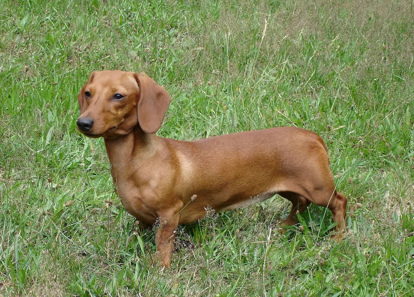 dachshund ruivo quebra-cabeças online