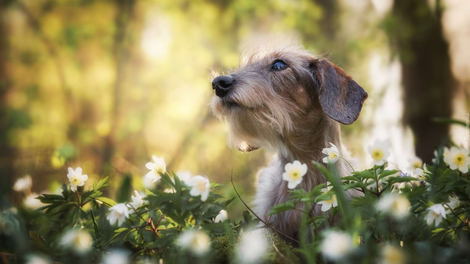Dackel in Blumen Online-Puzzle