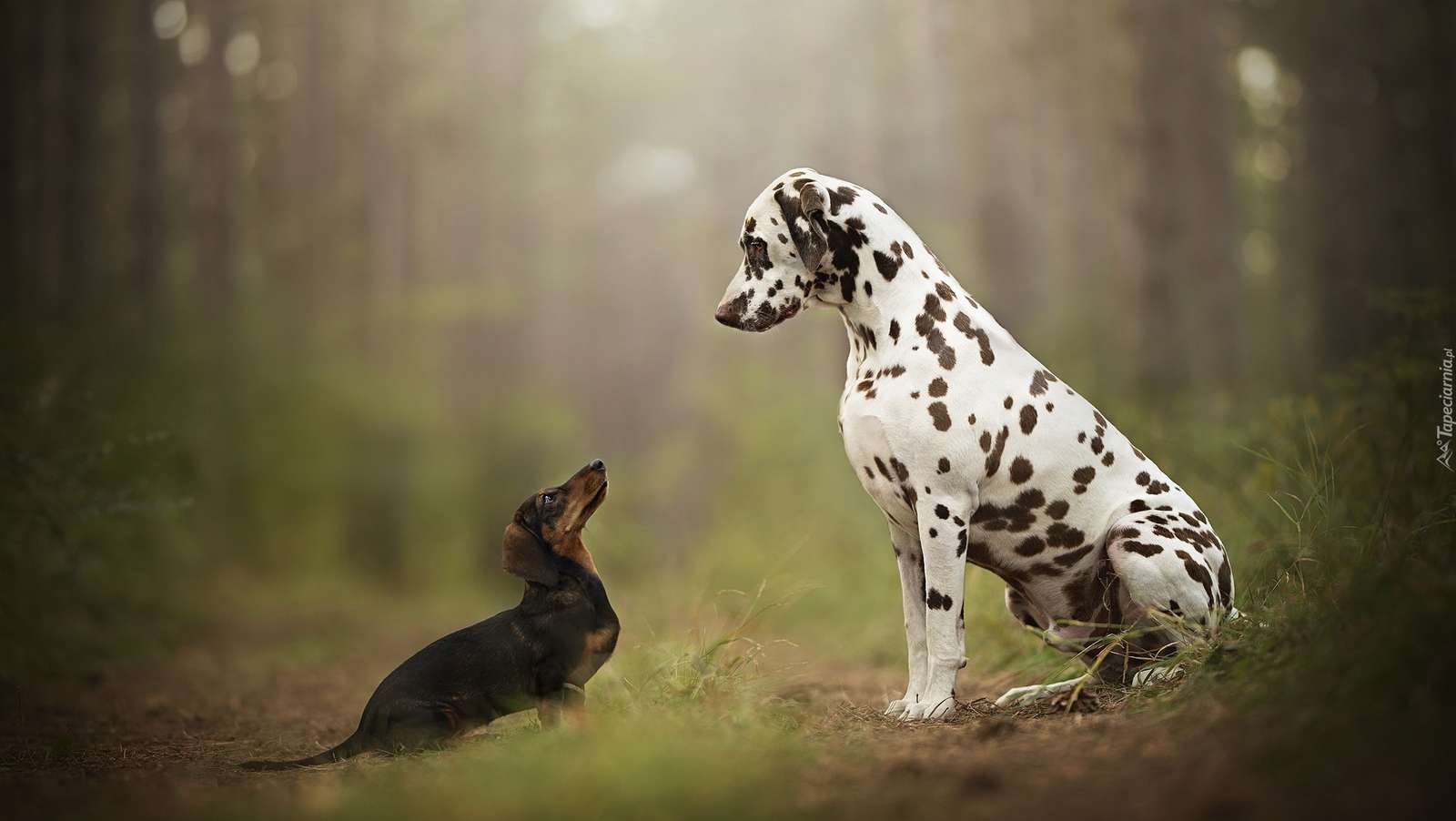 Freunde im Wald Puzzlespiel online