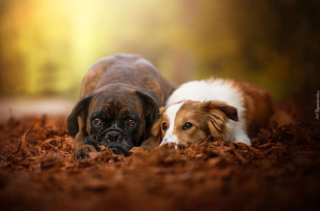 süße Hunde Puzzlespiel online